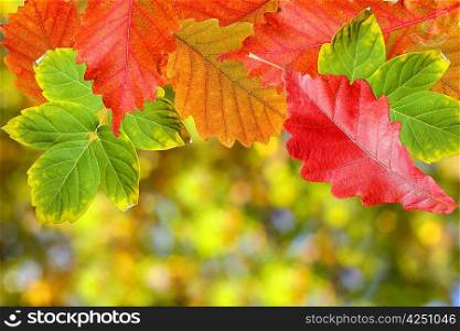 Background of autumn leaves