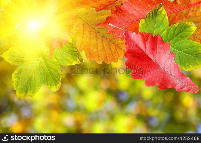 Background of autumn leaves