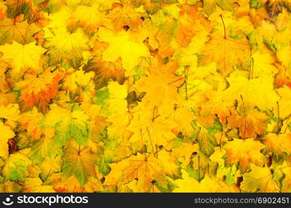 background of autumn leaves