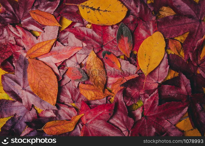 background of autumn leaves. Autumn background