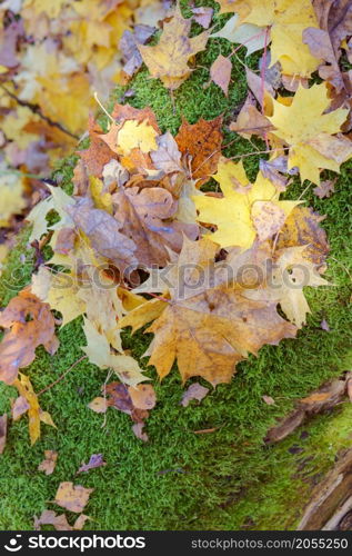 background of autumn leaves, yellow and red leaves of trees. yellow and red leaves of trees, background of autumn leaves