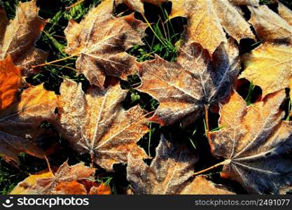 Background of autumn maple leaves in the frost
