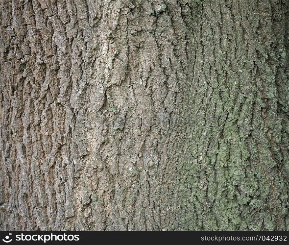 background of bark on old oak tree closeup