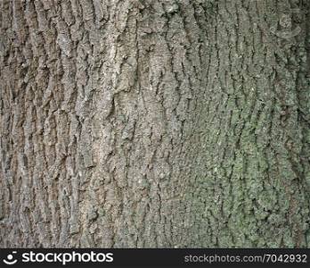 background of bark on old oak tree closeup