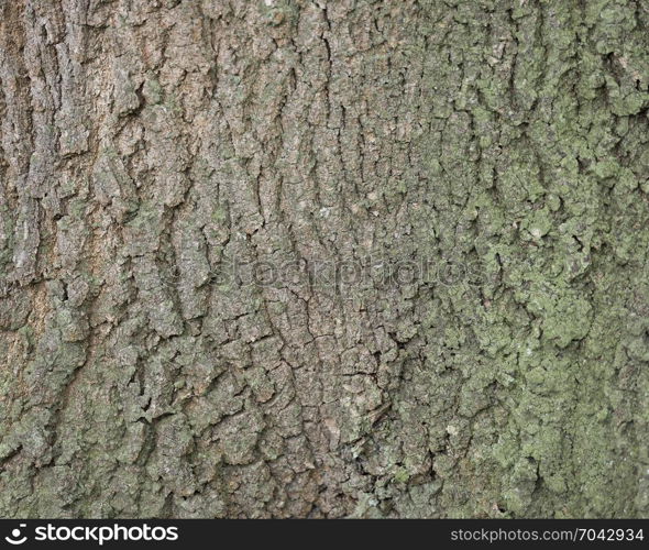 background of bark on old oak tree closeup