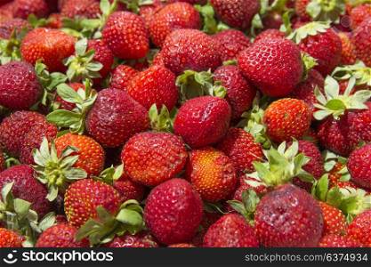Background of beautiful and juicy strawberries with green leaves. Background of beautiful and juicy strawberries with green leaves.