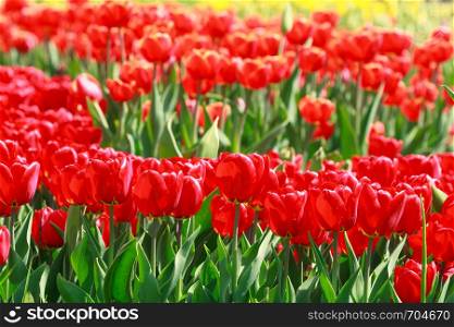Background of beautiful blossom red tulips