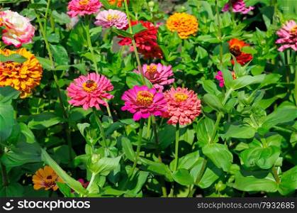 background of beautiful flowers zinnias