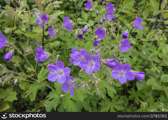 Background of beautiful purple flowers