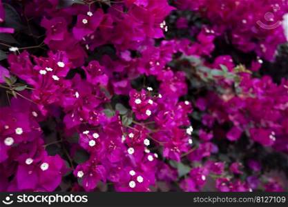background of beautiful purple flowers in sunlight 