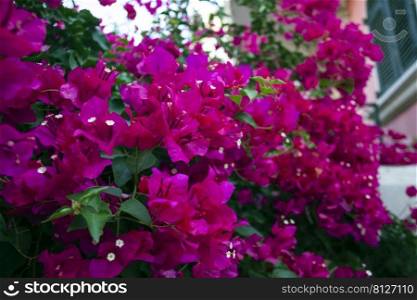 background of beautiful purple flowers in sunlight 