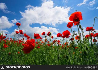 background of beautiful red poppy field against a bright blue sky. Provence, France. a poster