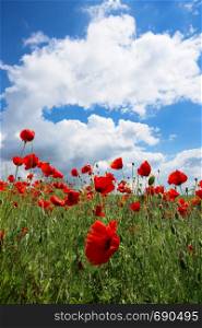 background of beautiful red poppy field against a bright blue sky. Provence, France. a poster