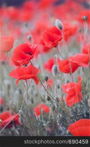 background of beautiful red poppy field. Provence, France. a poster
