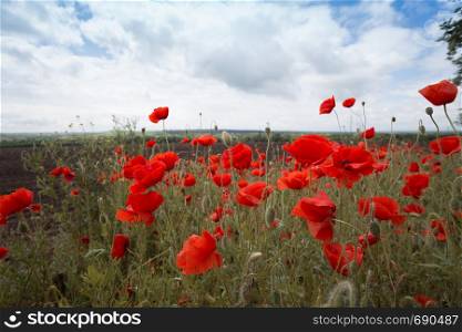 background of beautiful red poppy field. Provence, France. a poster