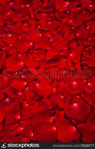 Background of beautiful red rose petals