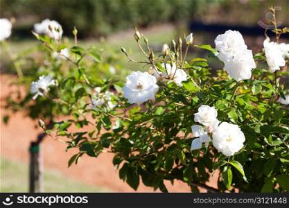 background of beautiful roses in the garden
