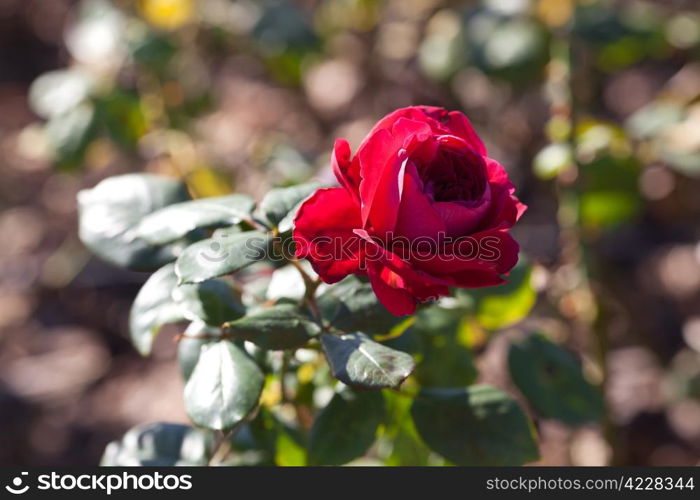 background of beautiful roses in the garden