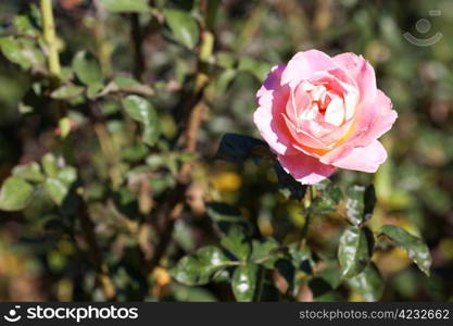 background of beautiful roses in the garden