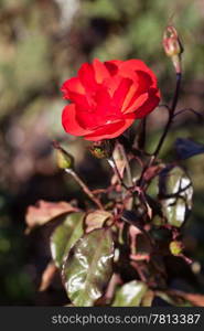 background of beautiful roses in the garden