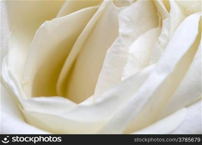 Background of beautiful white roses