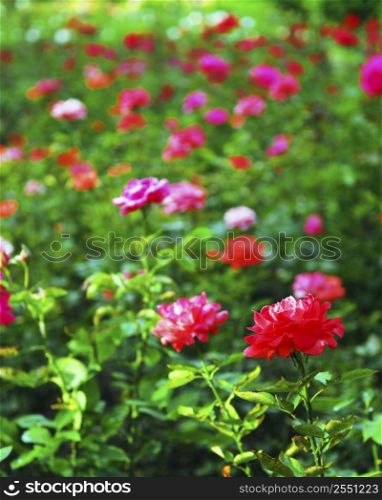 Background of blooming field of various roses