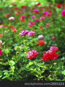 Background of blooming field of various roses