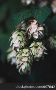 background of blooming hops. wallpaper for phone