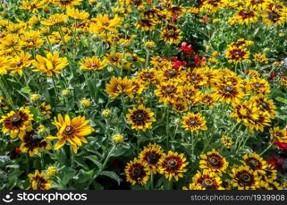 Background of blooming yellow flowers in summertime in a garden