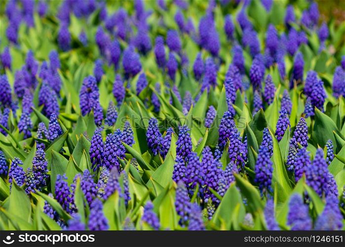 Background of blue flowers Muscari armeniacum in springtime