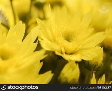 Background Of Blurred Yellow Flowers