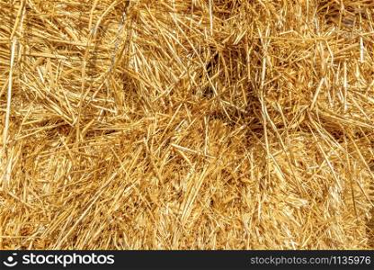 Background of bright orange hay close up. Bright hay background
