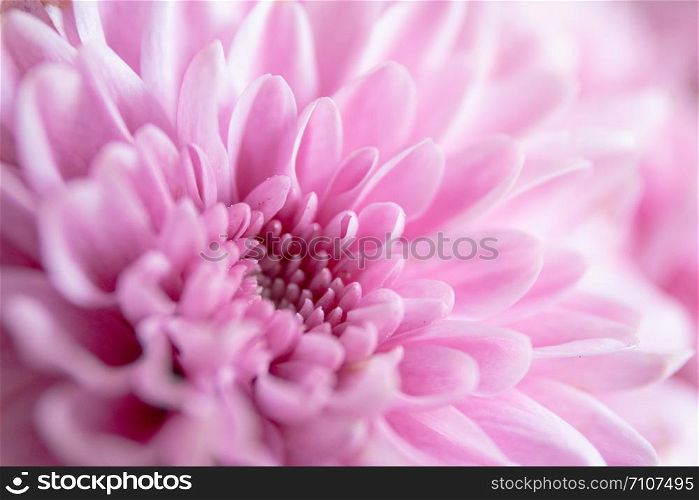 background of Carnation spray flower