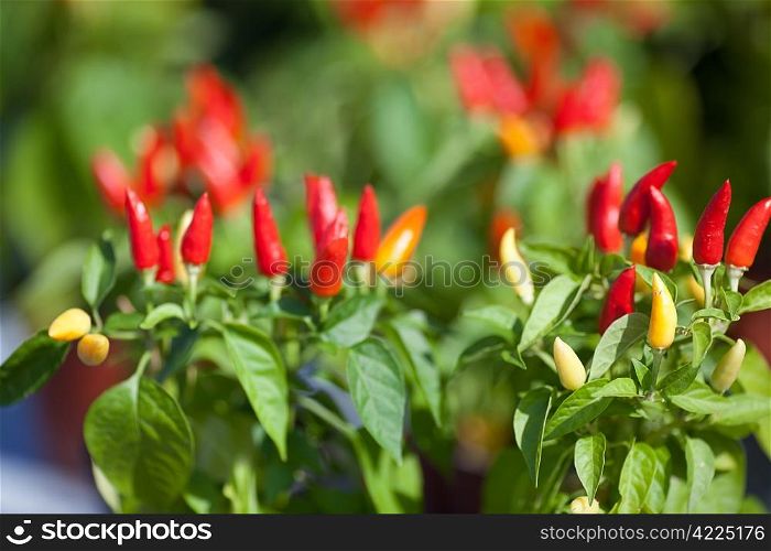 background of chili peppers and green leaves