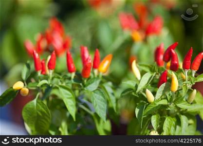 background of chili peppers and green leaves