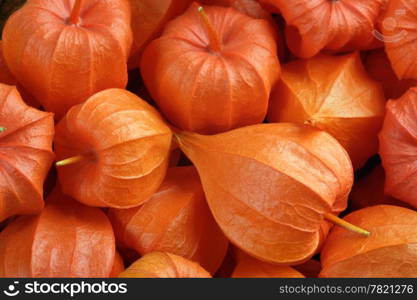 Background of Chinese lanterns, Physalis Alkekengi.