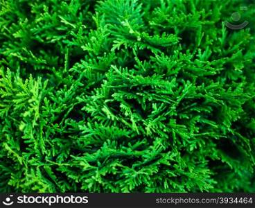 Background of Christmas tree branches. The Background of Christmas tree branches. Close up