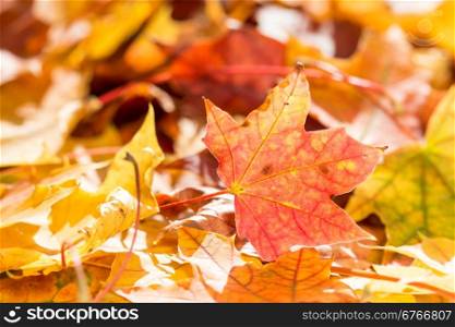 Background of colorful fall leaves on forest floor