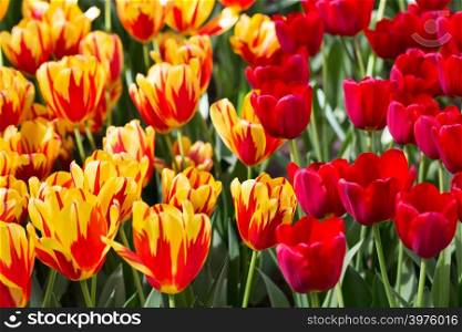 Background of colorful fresh tulips at Keukenhof garden, Holland