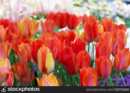 Background of colorful fresh tulips at Keukenhof garden, Holland. Europe