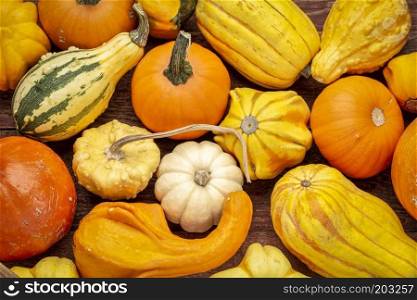 background of colorful winter squash and ornamental gourds on rustic wood