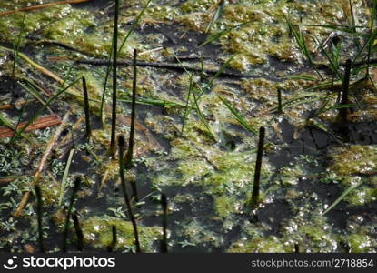 background of common duckweed and reed on a pond