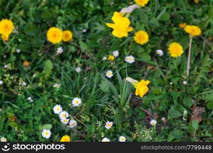 background of dandelions, green grass and daisies