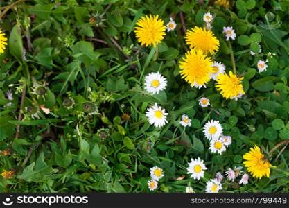 background of dandelions, green grass and daisies