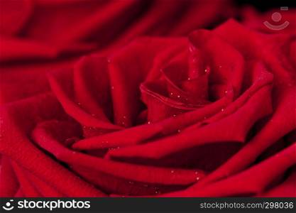 Background of dark red rose in droplets of dew closeup