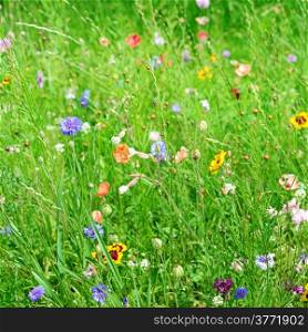 background of different wildflowers