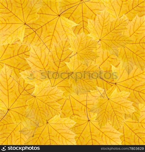 background of dry bright yellow maple leaves
