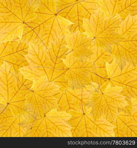 background of dry bright yellow maple leaves