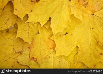 Background of dry dirty yellow autumn leaves a close up