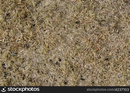Background of dry grass with tree needles. Yellow brown background of dry grass with tree needles